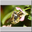 Anthidium manicatum - Grosse Wollbiene 05 Paarung - Garten.jpg
